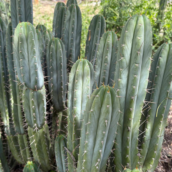 cactus alucinogeno EC69 Trichocereus Peruvianus Victoria Cactus Cutting 7-8
