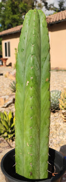 #EC70 EXACT Trichocereus Pachanoi ECK cactus 18.5"