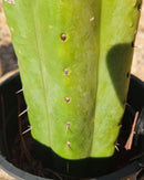 #EC70 EXACT Trichocereus Pachanoi ECK cactus 18.5"