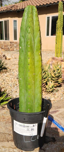 #EC70 EXACT Trichocereus Pachanoi ECK cactus 18.5"