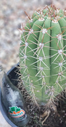 #EC71 EXACT Trichocereus Terschekii  Cactus 14"