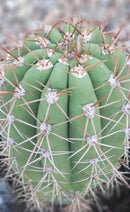 #EC71 EXACT Trichocereus Terschekii  Cactus 14"