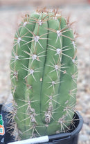 #EC71 EXACT Trichocereus Terschekii  Cactus 14"