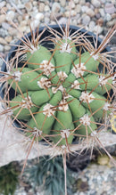 #EC71 EXACT Trichocereus Terschekii  Cactus 14"