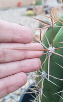 #EC71 EXACT Trichocereus Terschekii  Cactus 14"