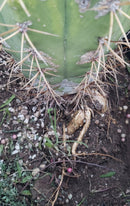#EC71 EXACT Trichocereus Terschekii  Cactus 14"