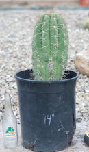 #EC71 EXACT Trichocereus Terschekii  Cactus 14"