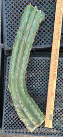 #EC74 EXACT Trichocereus Bridgesii JADA Cactus 24” Cutting
