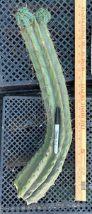 #EC74 EXACT Trichocereus Bridgesii JADA Cactus 24” Cutting