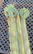 #EC74 EXACT Trichocereus Bridgesii JADA Cactus 24” Cutting