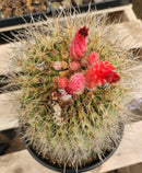 #EC80 EXACT Denmoza Rhodacontha Cactus Specimen