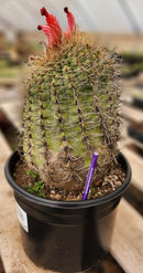 #EC80 EXACT Denmoza Rhodacontha Cactus Specimen