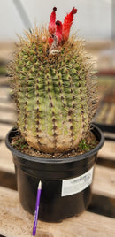 #EC80 EXACT Denmoza Rhodacontha Cactus Specimen
