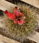 #EC80 EXACT Denmoza Rhodacontha Cactus Specimen