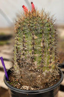#EC80 EXACT Denmoza Rhodacontha Cactus Specimen