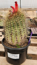 #EC80 EXACT Denmoza Rhodacontha Cactus Specimen