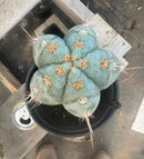 #EC81 EXACT Trichocereus Peruvianus TSSBP Cactus 12.5”