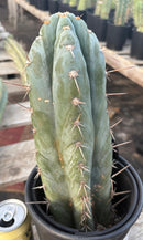 #EC81 EXACT Trichocereus Peruvianus TSSBP Cactus 12.5”