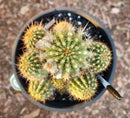 #EC82 EXACT Trichocereus Grandiflorus Hybrid Cactus