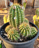 #EC82 EXACT Trichocereus Grandiflorus Hybrid Cactus
