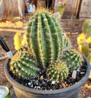 #EC82 EXACT Trichocereus Grandiflorus Hybrid Cactus