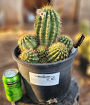 #EC82 EXACT Trichocereus Grandiflorus Hybrid Cactus