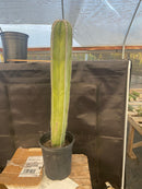 #EC83 EXACT Pachycerus Marginatus Mexican Fencepost Cactus Potted 21"
