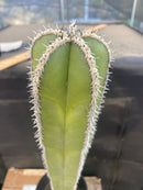 #EC83 EXACT Pachycerus Marginatus Mexican Fencepost Cactus Potted 21"