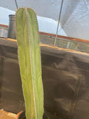 #EC83 EXACT Pachycerus Marginatus Mexican Fencepost Cactus Potted 21"