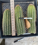 #EC84 EXACT Trichocereus Hustler Cactus Cutting 10-12”
