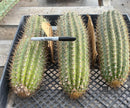 #EC84 EXACT Trichocereus Hustler Cactus Cutting 10-12”
