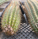 #EC84 EXACT Trichocereus Hustler Cactus Cutting 10-12”