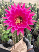 #EC84 EXACT Trichocereus Hustler Cactus Cutting 10-12”