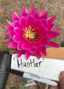 #EC84 EXACT Trichocereus Hustler Cactus Cutting 10-12”
