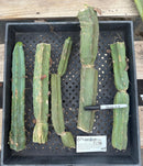#EC86 EXACT Trichocereus Bridgesii "Jiimz" TLC Ornamental Cactus cuttings