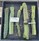#EC86 EXACT Trichocereus Bridgesii "Jiimz" TLC Ornamental Cactus cuttings