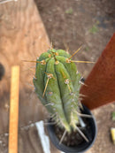 #EC87 EXACT Trichocereus  Peruvianus James X Clyde 16.5”
