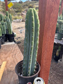 #EC88 EXACT Peruvianus Victoria Cactus 16”