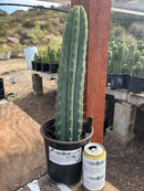 #EC88 EXACT Peruvianus Victoria Cactus 16”
