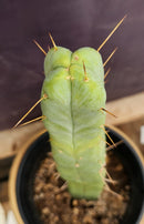 #EC89 EXACT Trichocereus Bridgesii Four Wind Cactus 15"