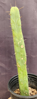 #EC89 EXACT Trichocereus Bridgesii Four Wind Cactus 15"