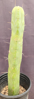 #EC89 EXACT Trichocereus Bridgesii Four Wind Cactus 15"