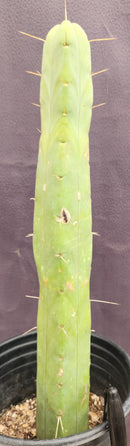 #EC89 EXACT Trichocereus Bridgesii Four Wind Cactus 15"