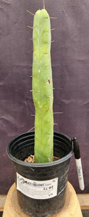 #EC89 EXACT Trichocereus Bridgesii Four Wind Cactus 15"