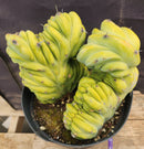 #EC92 EXACT Crested Geometrizans Myrtillo Blue Candle Cactus ”