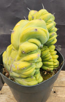 #EC92 EXACT Crested Geometrizans Myrtillo Blue Candle Cactus ”