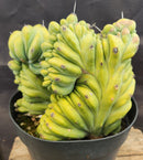 #EC92 EXACT Crested Geometrizans Myrtillo Blue Candle Cactus ”