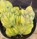 #EC92 EXACT Crested Geometrizans Myrtillo Blue Candle Cactus ”