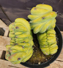 #EC92 EXACT Crested Geometrizans Myrtillo Blue Candle Cactus ”