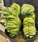 #EC92 EXACT Crested Geometrizans Myrtillo Blue Candle Cactus ”